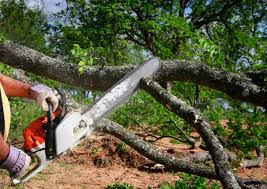 Best Stump Grinding and Removal  in Madison, GA